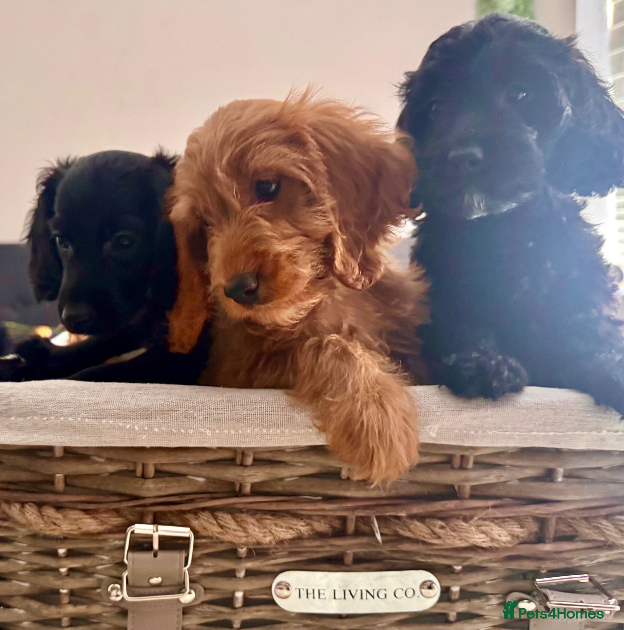 Cockapoo dogs NOW READY. 3 REMAINING HEALTH CHECKED COCKAPOOS  - Advert 1