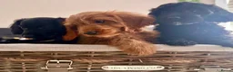 Cockapoo dogs for sale: NOW READY. 3 REMAINING HEALTH CHECKED COCKAPOOS  - Advert 3