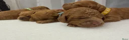 Cockapoo dogs for sale: 🐶 Beautiful Cockapoo Puppies ❤️ in Swadlincote - Advert 6