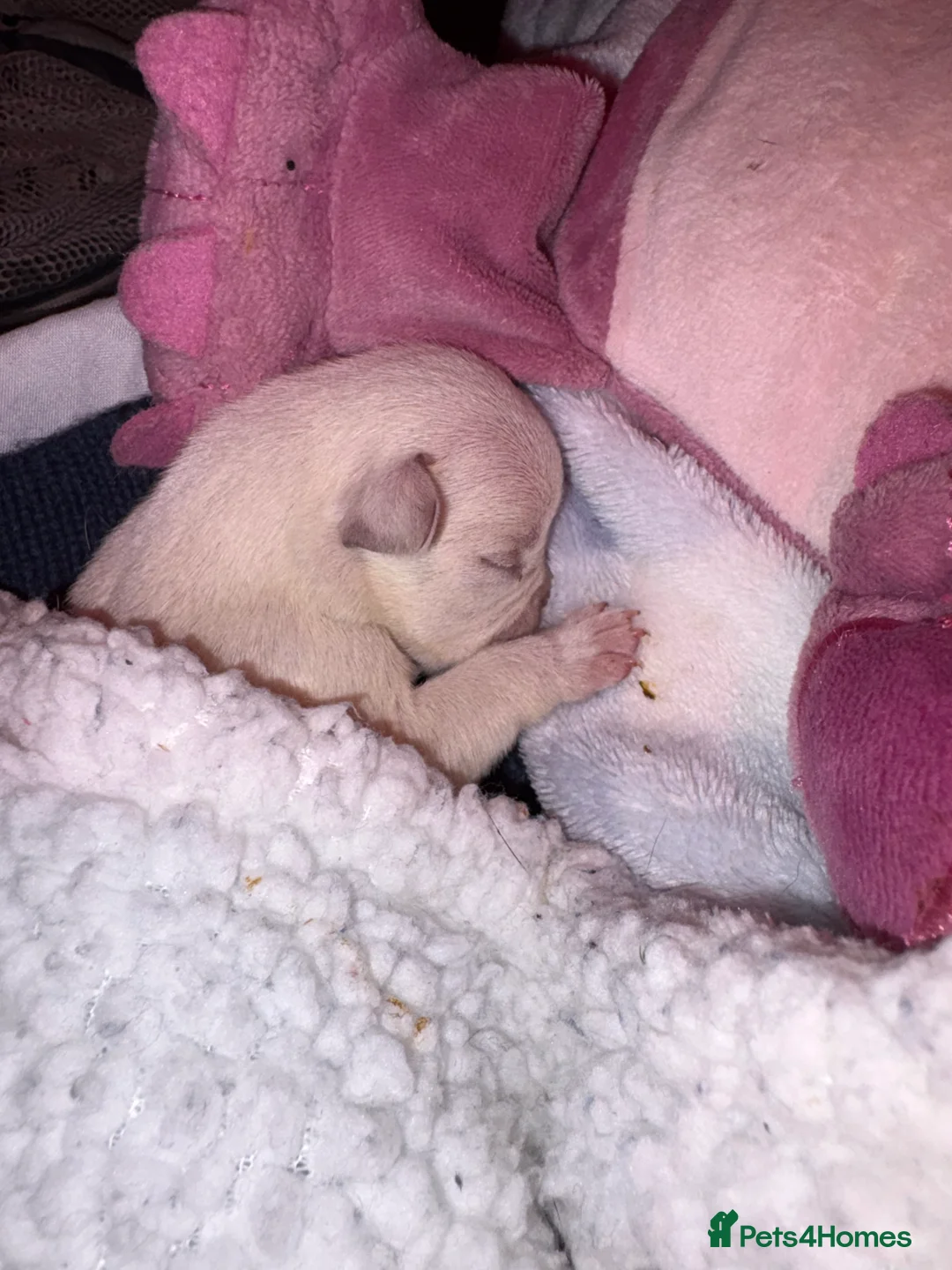 French Bulldog dogs for sale: Kc registered French bulldog puppies - Advert 6