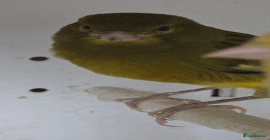 Canaries birds - Advert 8