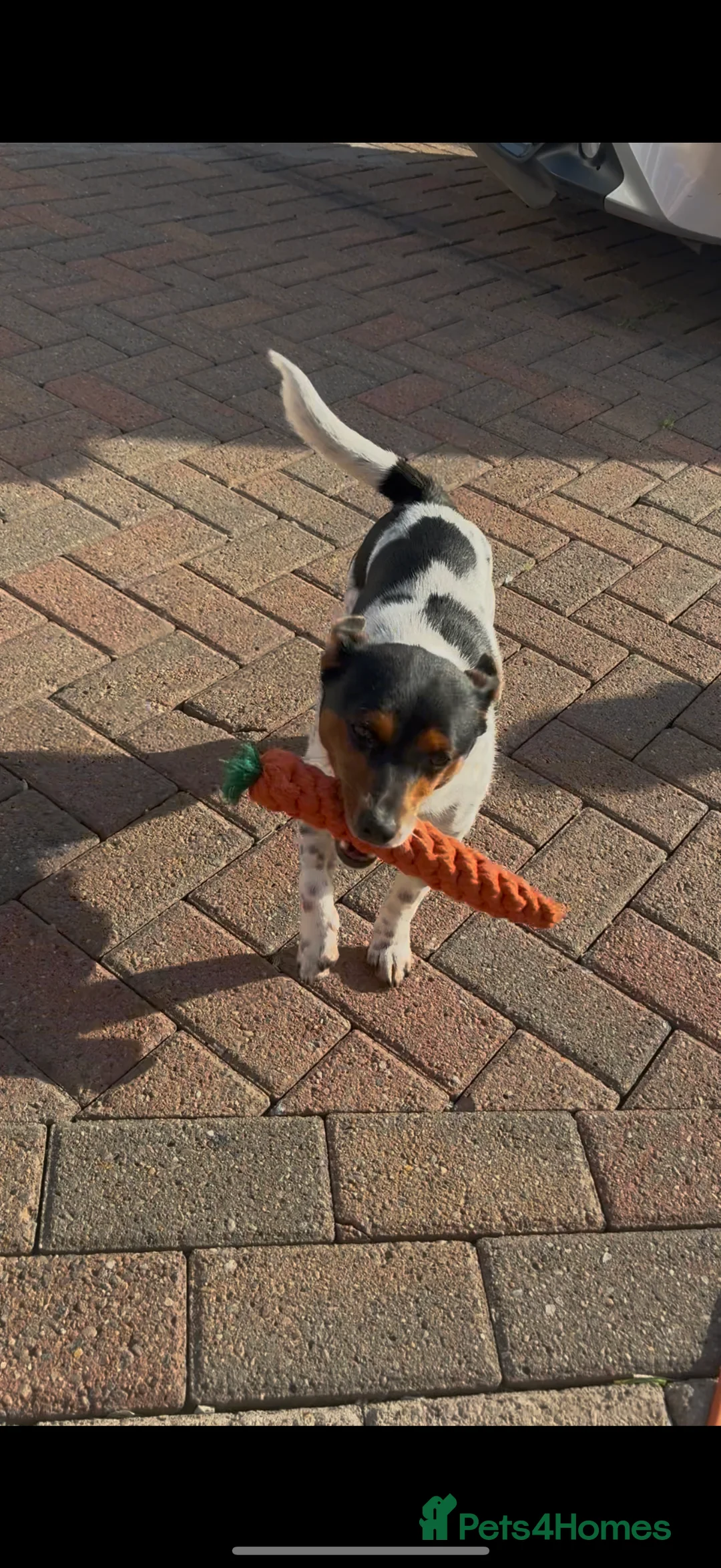 Jack Russell dogs for sale: I have beautiful jack Russell - Advert 4