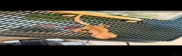 Gecko reptiles for sale: Crested gecko babies  - Advert 5