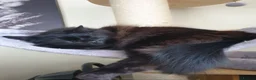 Mixed Breed cats for sale: Beautiful Male Neutered Black House Cat - Advert 4