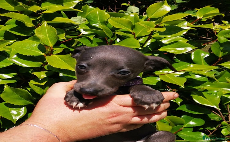 Whippet dogs - Advert 2