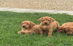 Mixed Breed dogs for sale: Vizsla x Labrador  - Image 8