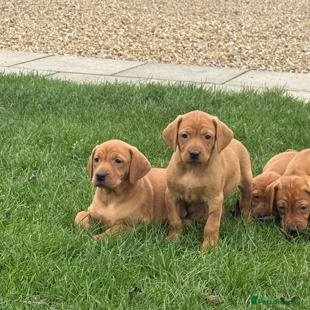 Mixed Breed dogs for sale: Vizsla x Labrador  - Image 8
