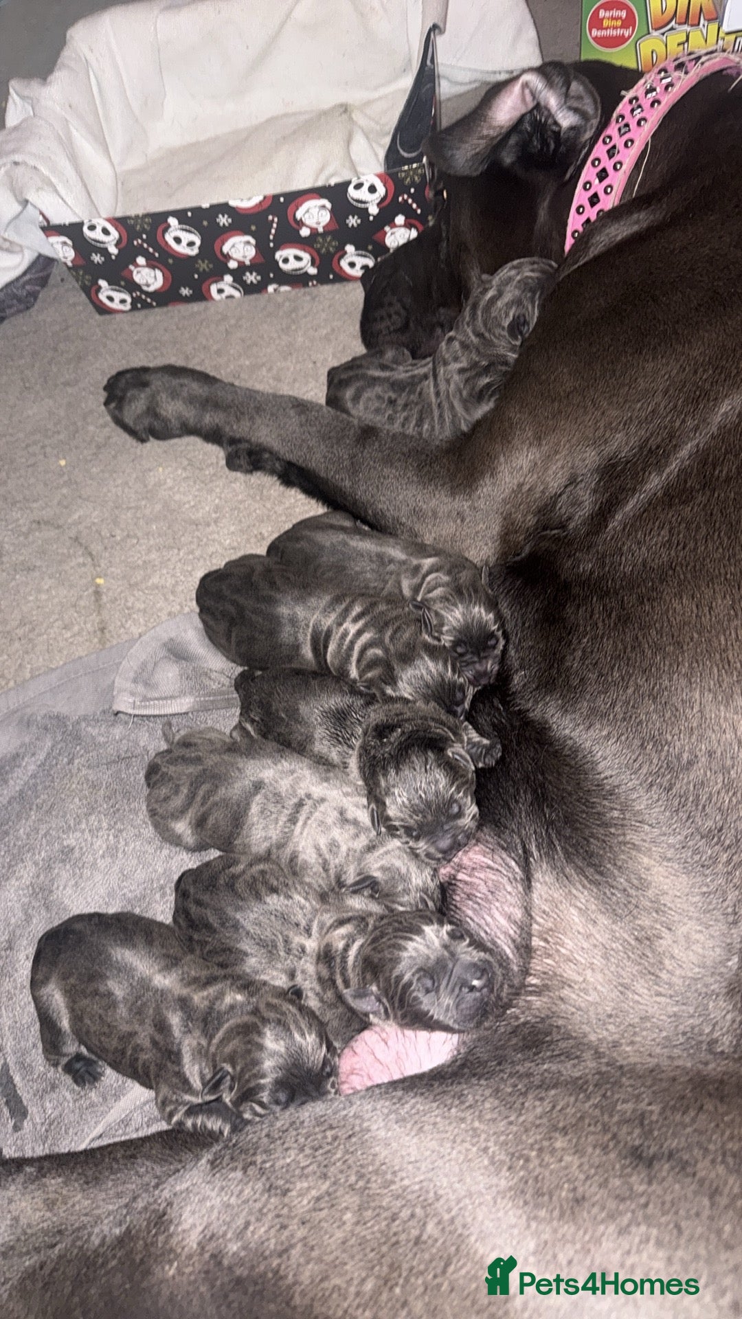 Cane Corso dogs for sale: Beautiful blue cane corsos - Advert 4