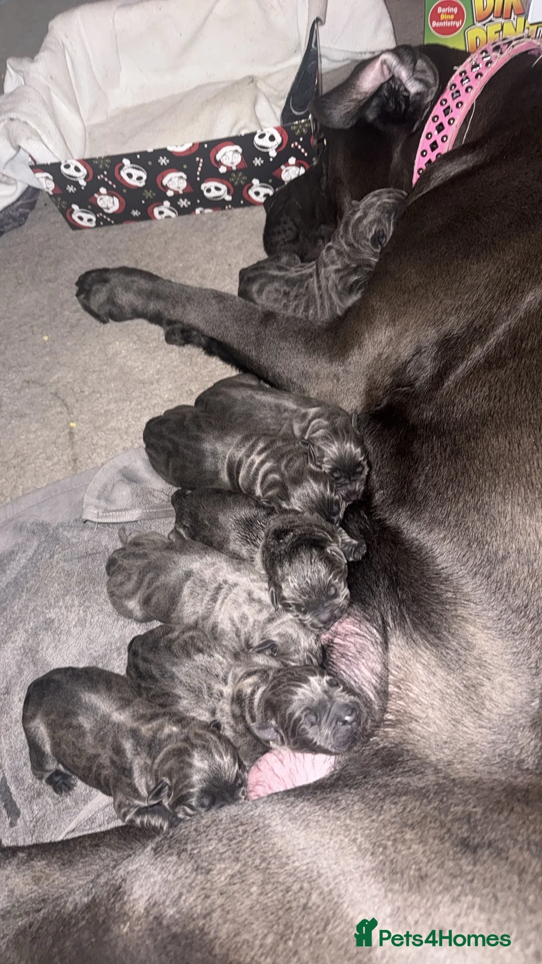Cane Corso dogs for sale: Beautiful blue cane corsos - Advert 4