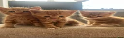 Mixed Breed cats for sale: Ginger Mixed Breed Kittens  - Advert 1