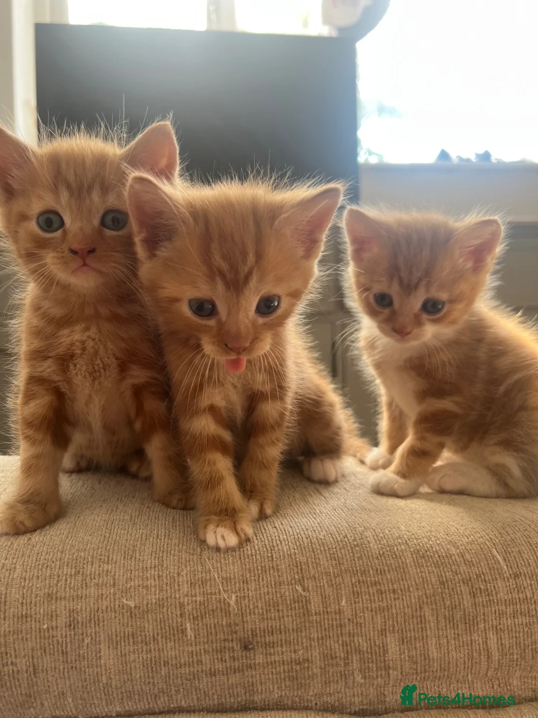 Mixed Breed cats for sale: Ginger Mixed Breed Kittens  - Advert 1