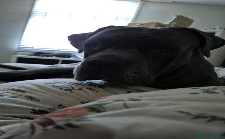 Cane Corso dogs - Advert 7