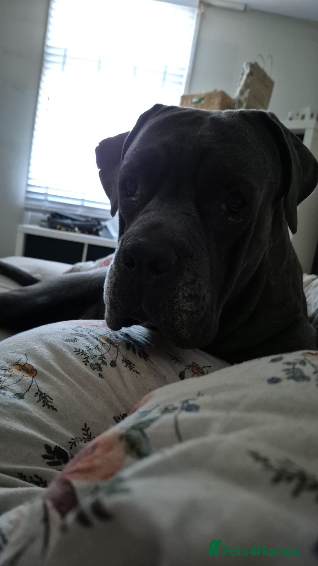 Cane Corso dogs for sale: Cane corso male  - Image 1
