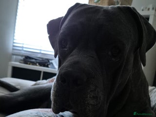 Cane Corso dogs - Advert 18