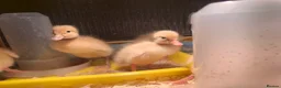 Ducks poultry for sale: 6 x Runner Duck Hatching Eggs - Ready now - Advert 6