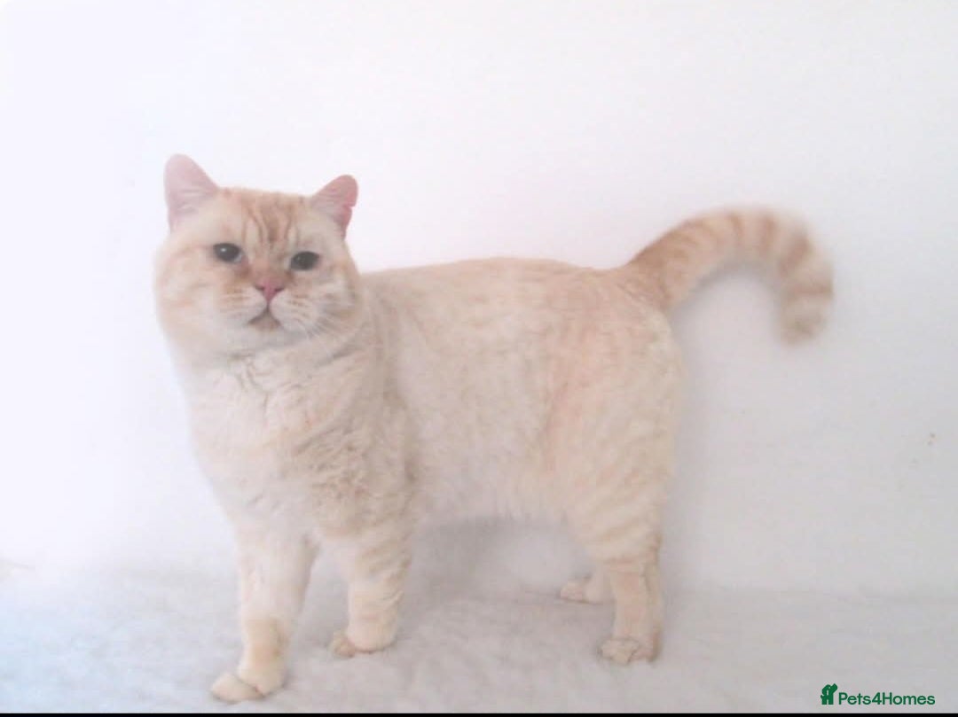 British Shorthair cats for sale: 3/4 British short hair male ready now  - Image 4