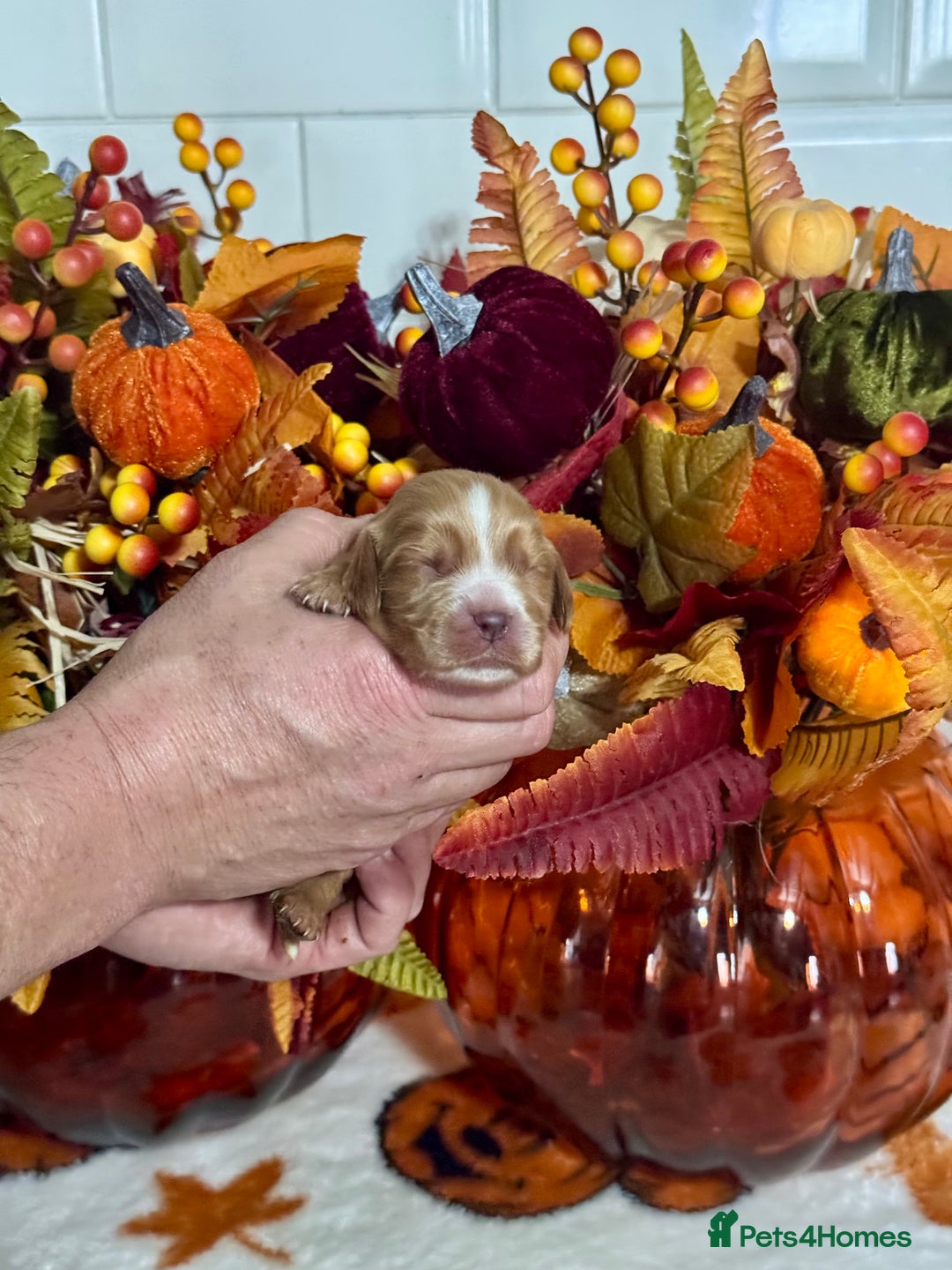 Cocker Spaniel dogs for sale: 6 kc reg cocker spaniel puppies fully dna tested  - Image 5