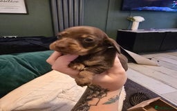 Dachshund dogs for sale: Dachshund puppies  - Image 3