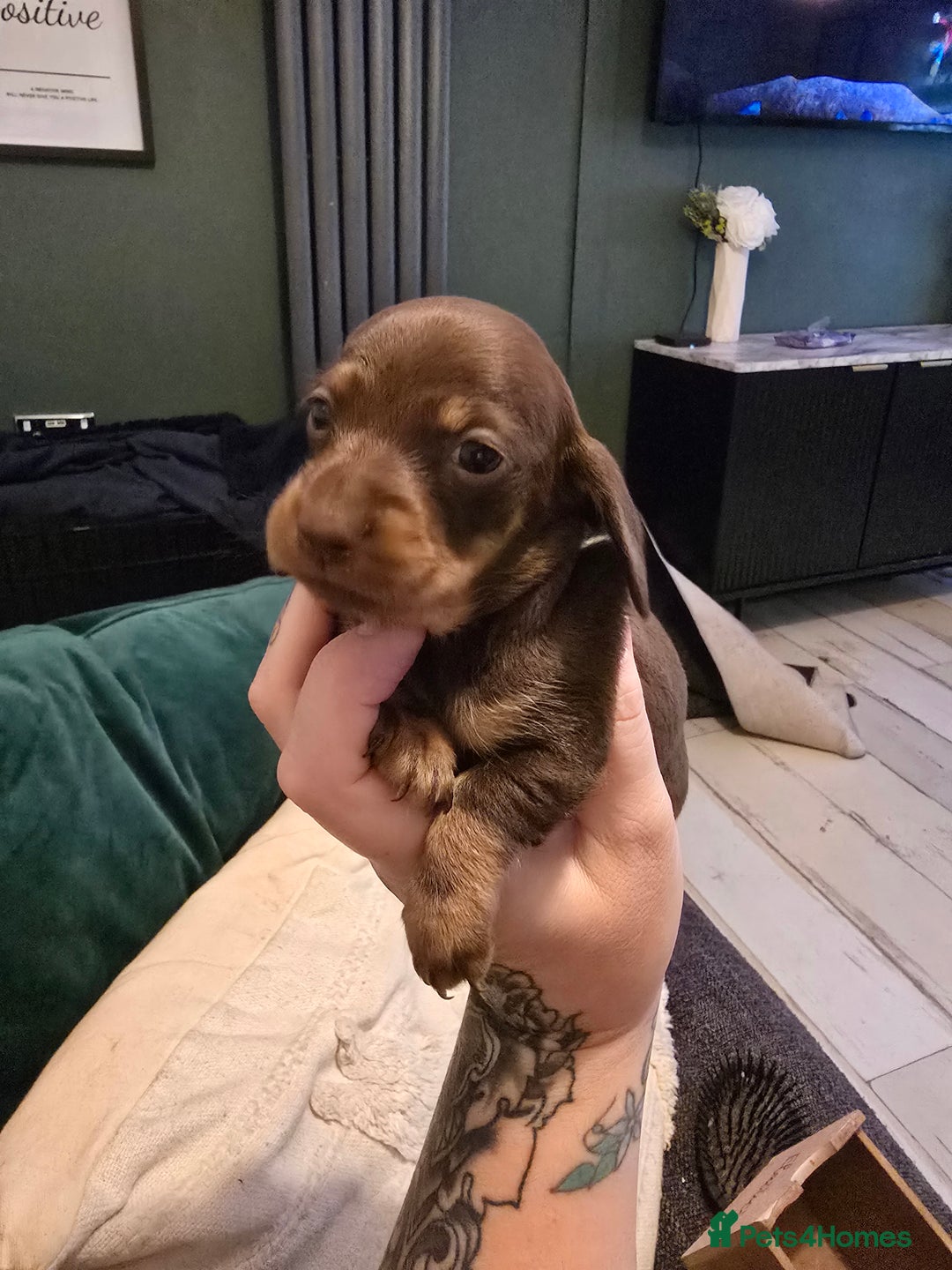 Dachshund dogs for sale: Dachshund puppies  - Image 3