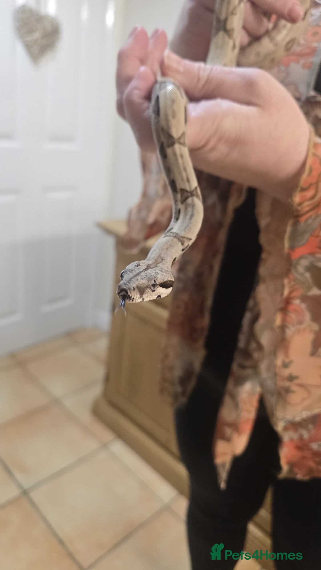 Boa Snake reptiles for sale: 3ft long bia constrictor male in Rugby - Advert 3