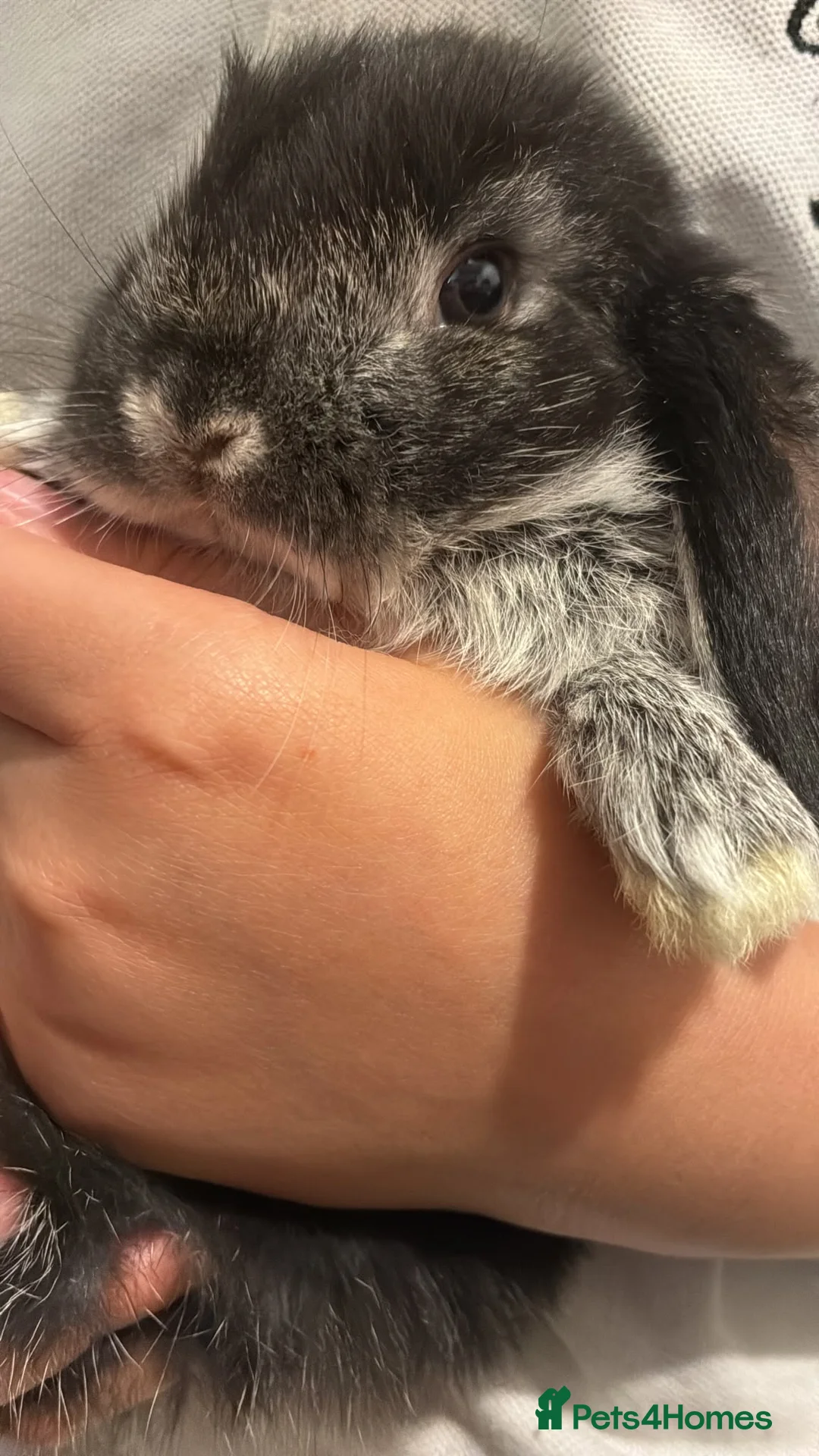 Mini Lop rabbits for sale: Healthy fluffy mini lop  - Advert 8