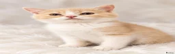 British Shorthair cats for sale: GCCF ready to leave British Shorthair - Advert 14