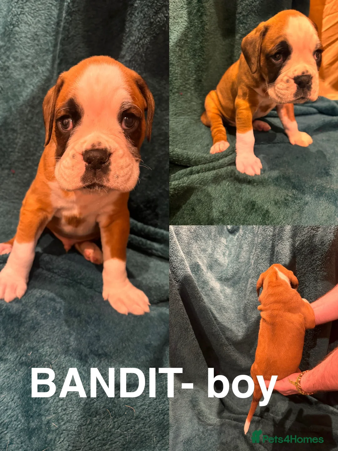 Boxer dogs for sale: Boxer puppies - Advert 6