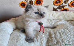 Ragdoll cats for sale: Registered male Ragdoll kittens  - Image 17