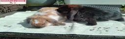 Mini Lop rabbits for sale: Pretty Female & Male Baby Rabbits - Advert 12