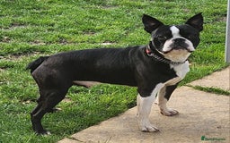 Boston Terrier dogs for stud: Stunning Proven KC Boston Terrier stud dog in Leeds - Image 7