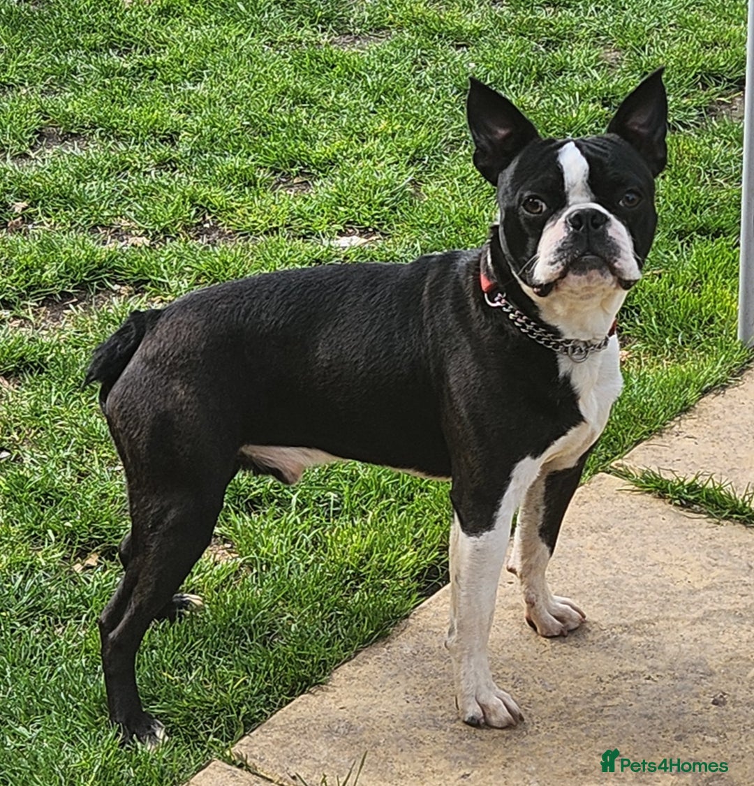 Boston Terrier dogs for stud: Stunning Proven KC Boston Terrier stud dog in Leeds - Image 7