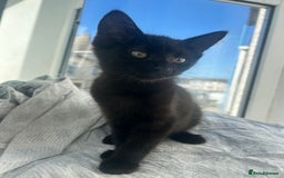 Mixed Breed cats for sale: Social black kitten - Image 1