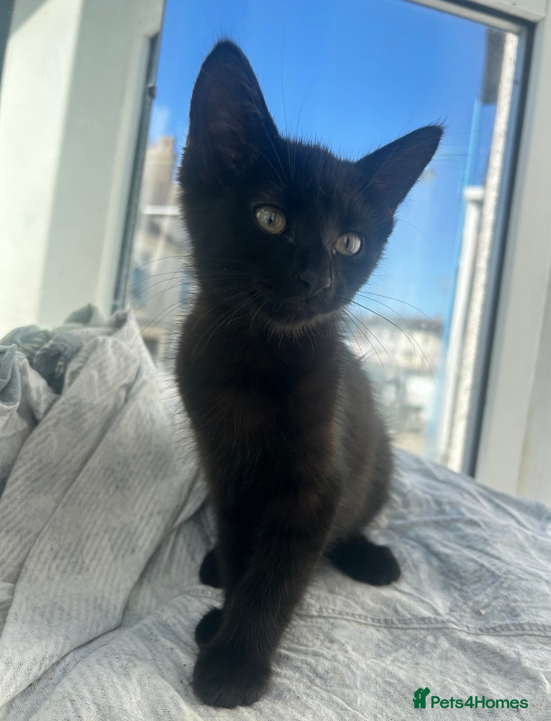 Mixed Breed cats for sale: Social black kitten - Image 1