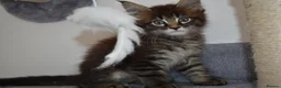 Maine Coon cats for sale: Majestic fluffballs FOR SALE - Advert 6
