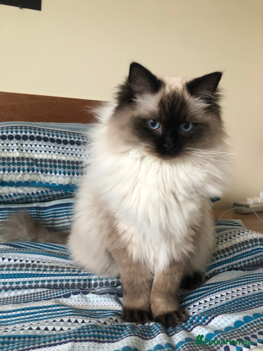 Ragdoll cats for sale: Two adorable ragdolls ready for new home  - Image 14