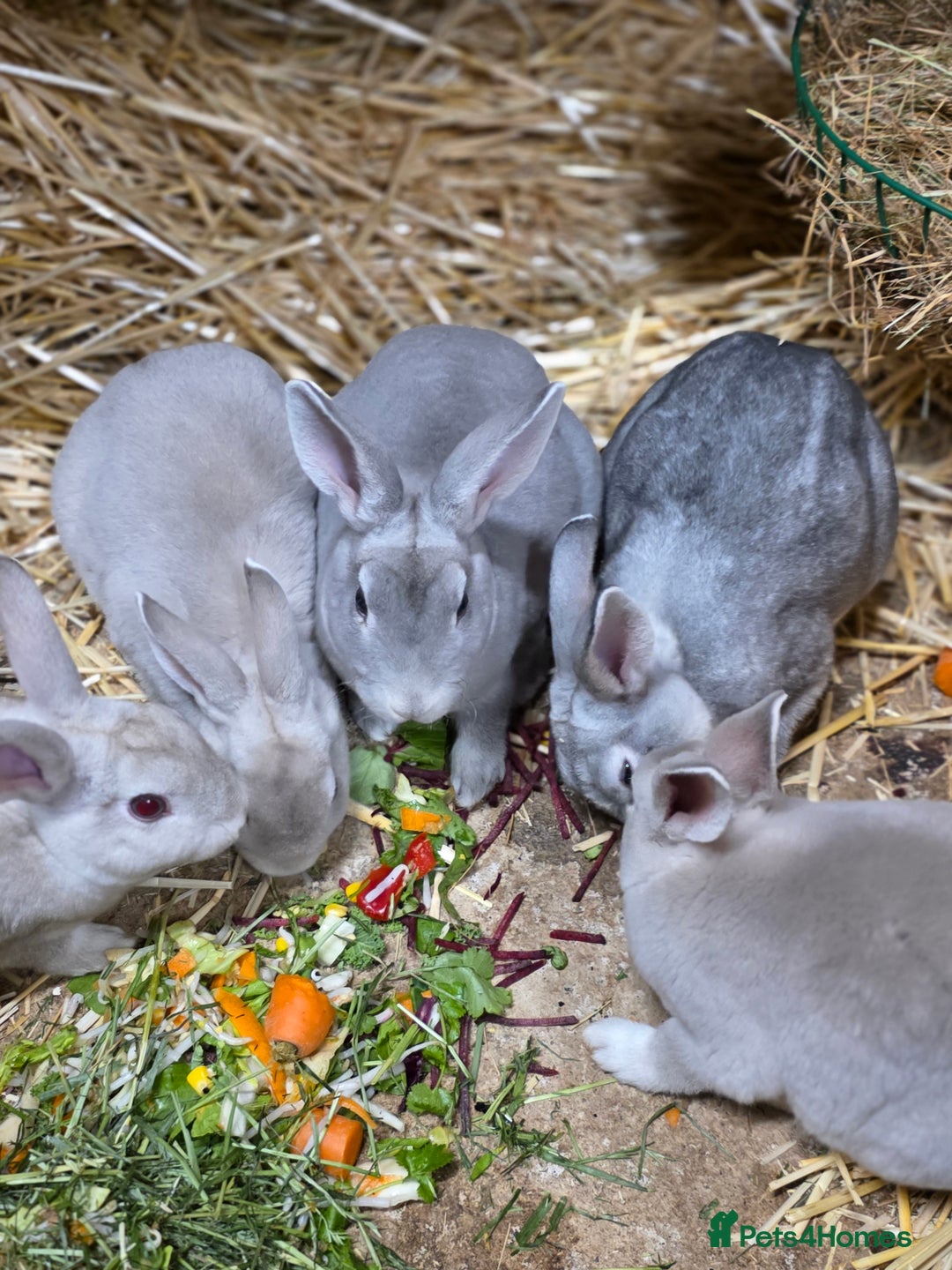 Rex rabbits for sale: Gorgeous rex rabbits - Advert 3