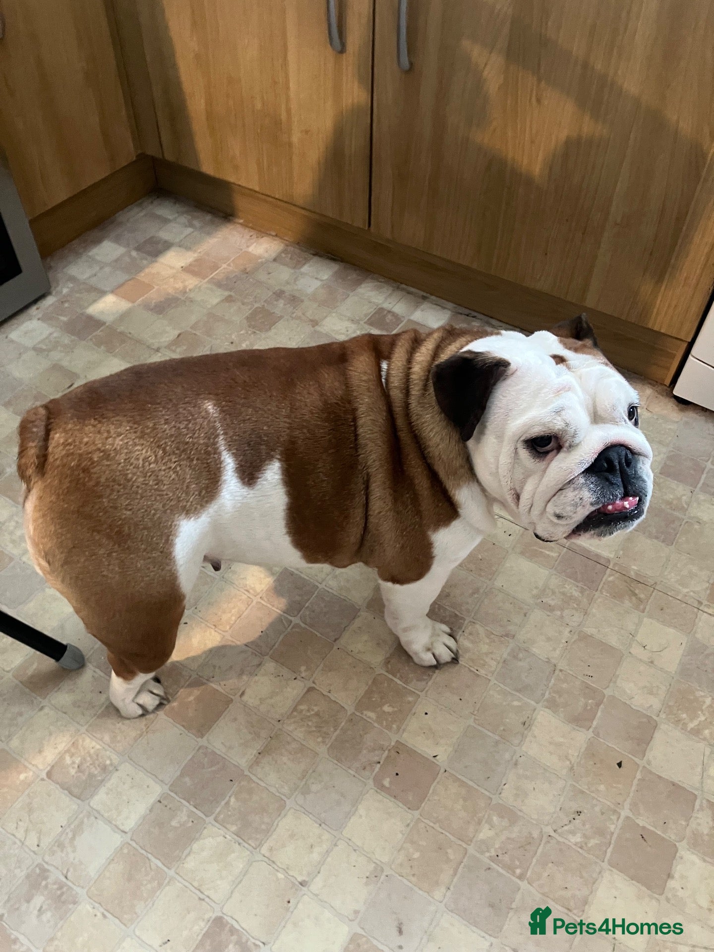 English Bulldog dogs Beautiful KC registered English bulldog  - Advert 11