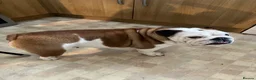 English Bulldog dogs for sale: Beautiful KC registered English bulldog  in Wakefield - Advert 1