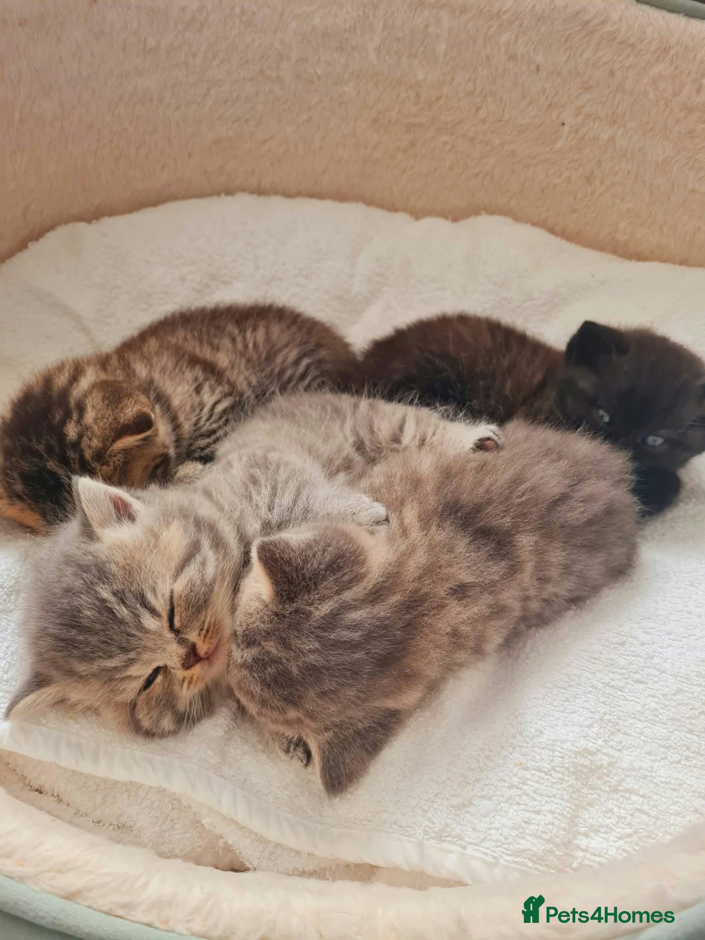 Scottish Fold cats Scottish Straight Stud - Tiger 🐾 - Advert 2