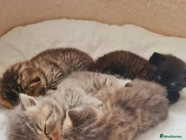 Scottish Fold cats for stud: Scottish Straight Stud - Tiger 🐾 - Advert 2
