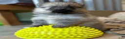 Pomeranian dogs for sale: Tiny Pom Puppies - Advert 31