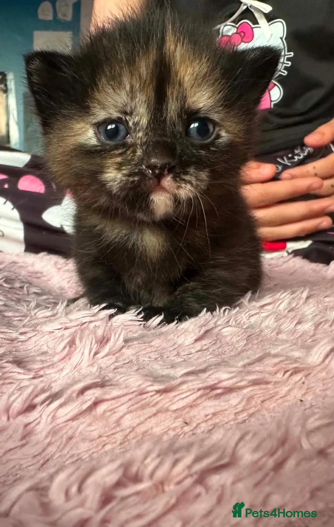 Mixed Breed cats for sale: Kitten  - Advert 2