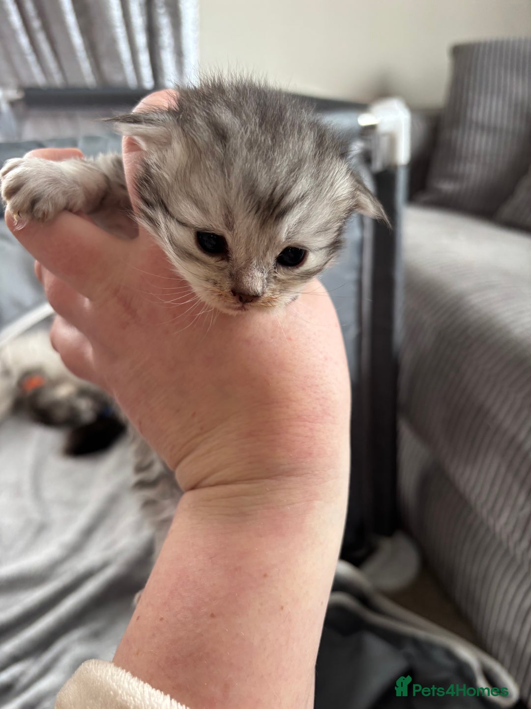 Persian cats for sale: Stunning Persian X maincoon kittens - Advert 10