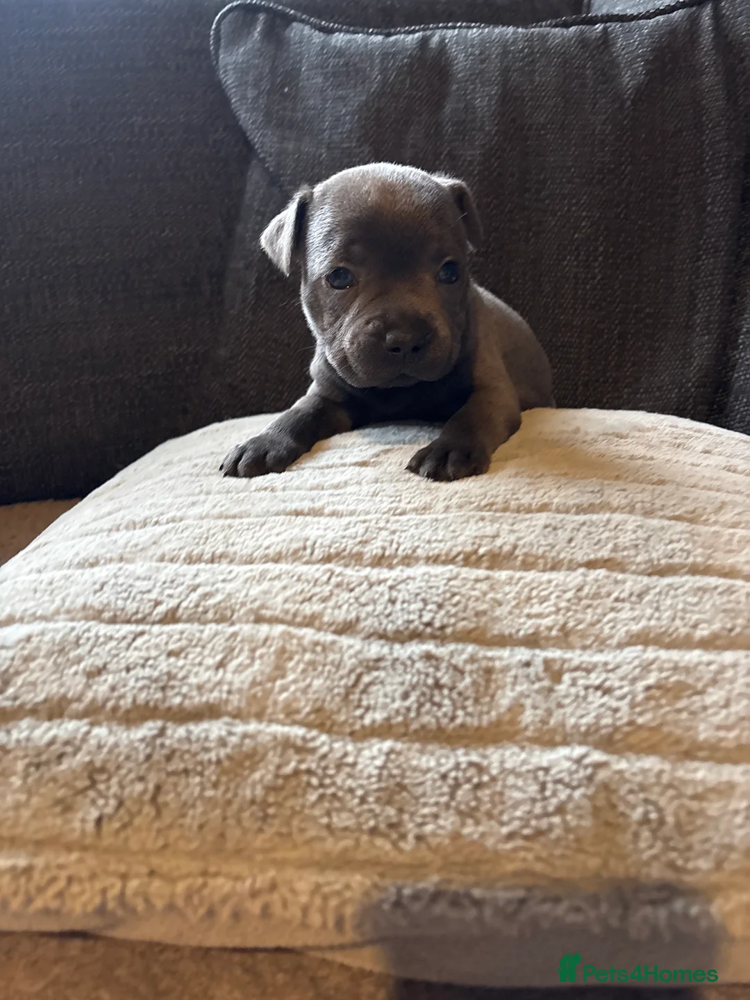 Staffordshire Bull Terrier dogs for sale: Beautiful litter of Staffordshire bull terrier  - Advert 4