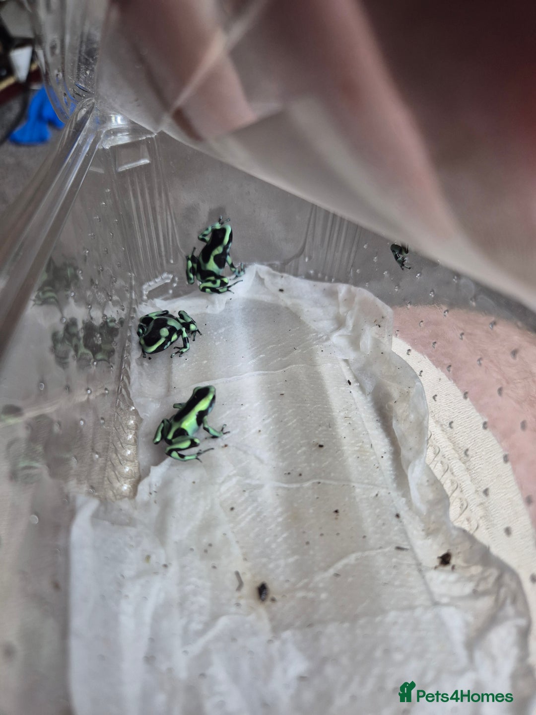 Frog reptiles for sale: Amazon milks Whites green darts - Advert 12