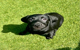 Labrador Retriever dogs for sale: Stunning litter of Black Labrador puppies  in Lydbury North - Image 24