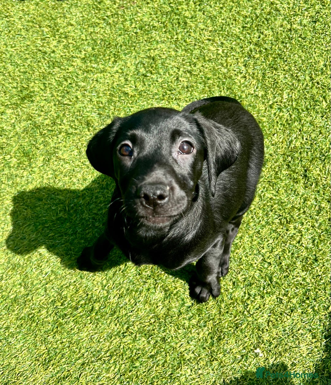 Labrador Retriever dogs for sale: Stunning litter of Black Labrador puppies  in Lydbury North - Image 24