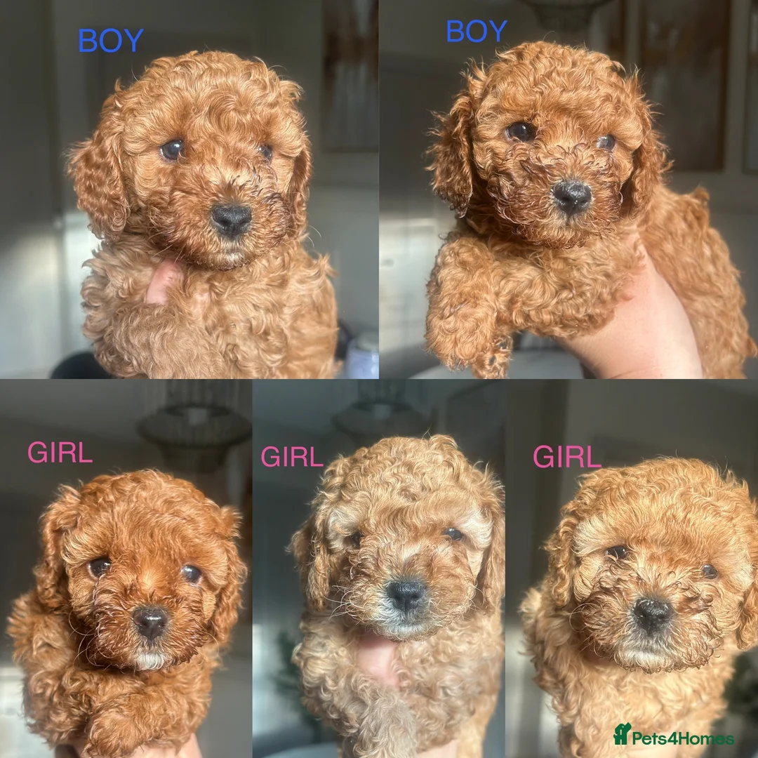 Cavapoo dogs for sale: *BEAUTIFUL RED F2 CAVAPOO PUPPIES* - Advert 1
