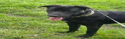 Mixed Breed dogs for sale: Labrador cross stuffy - Advert 2
