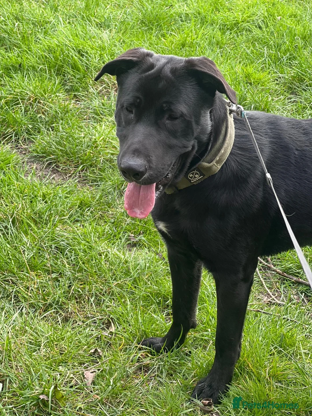 Mixed Breed dogs for sale: Labrador cross stuffy - Advert 2